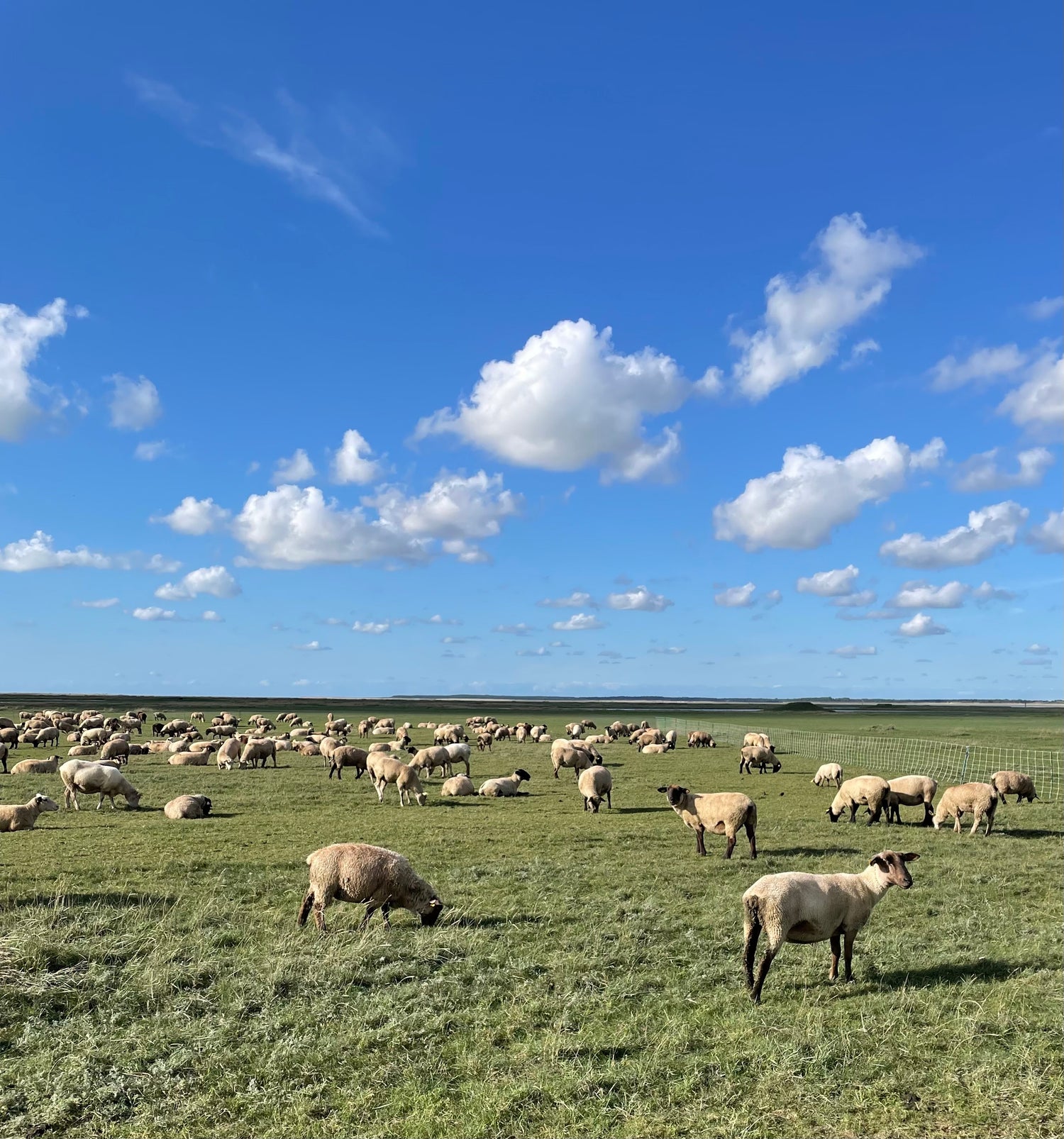 Paysage écossais avec mouton